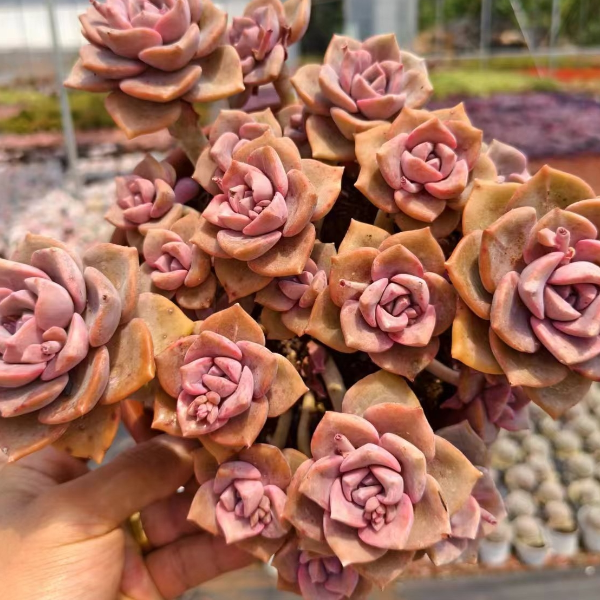 彩虹糖 新手好养 精品多肉植物云南发货