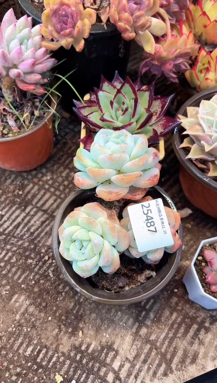 浮*多肉植物一物一拍25487