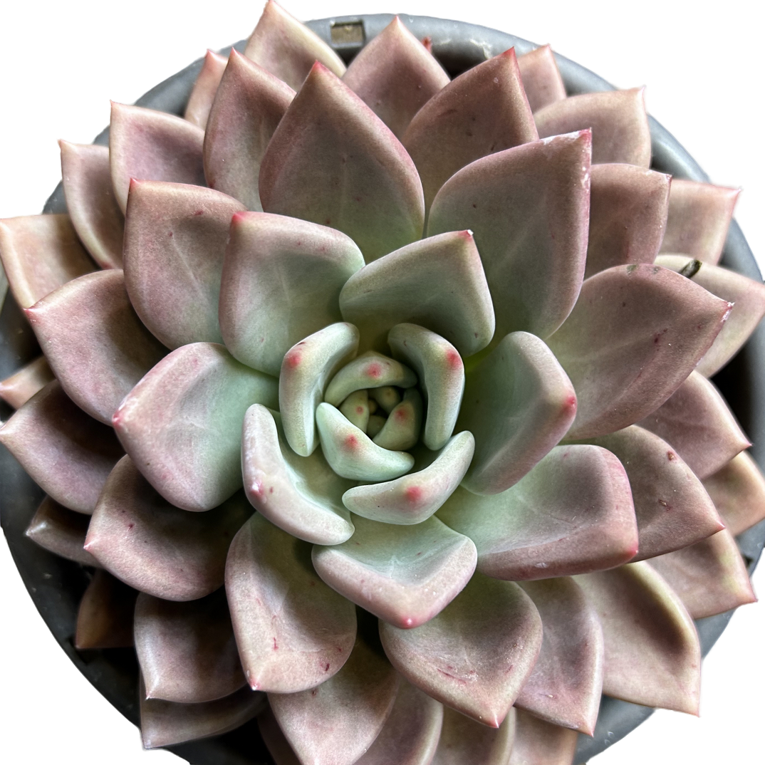 （绯云酌）整桩老桩飘枝妖装法师缀化单头捧花整群盆栽盆景