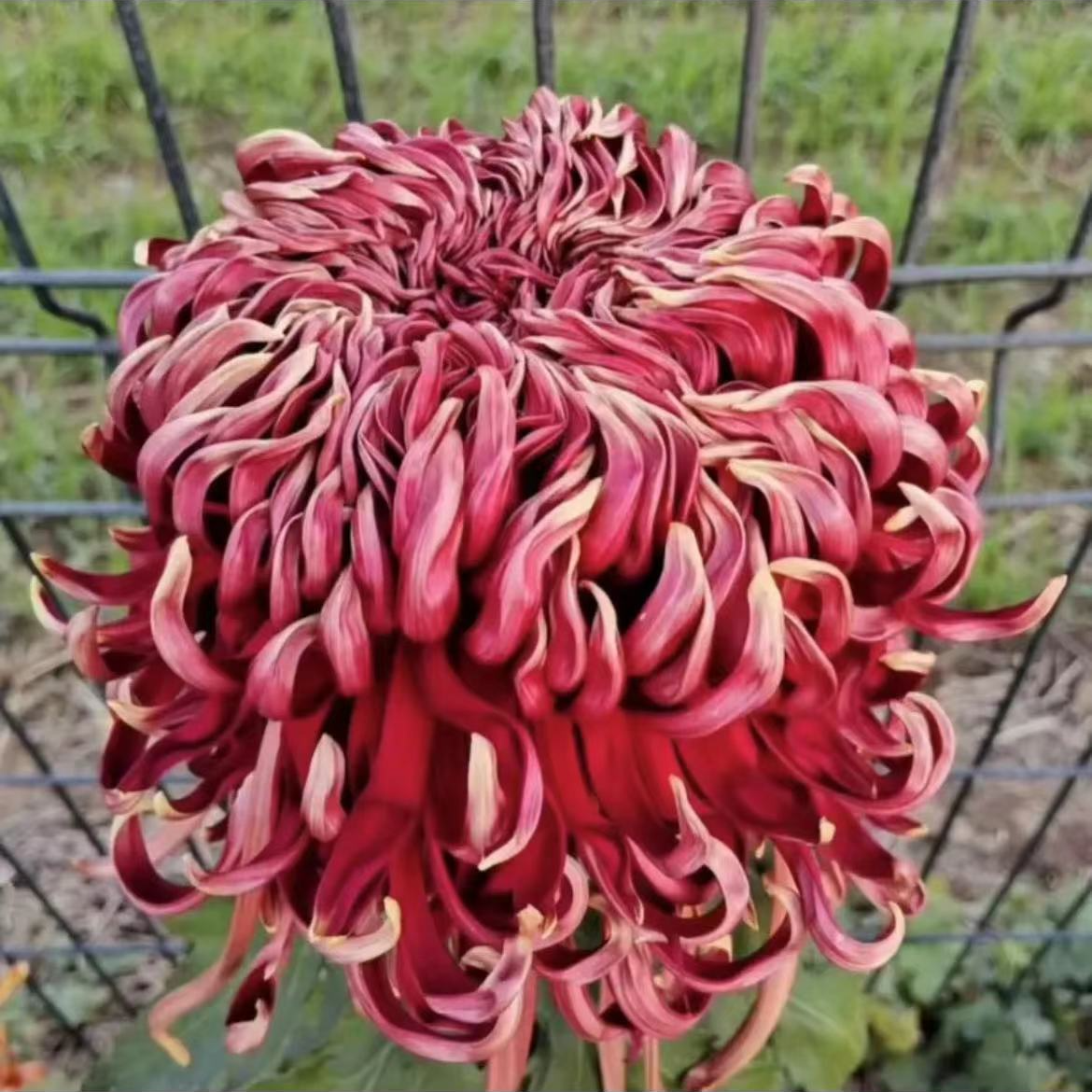 【一物一拍】成品大菊花 八九月开花 对版基地直发