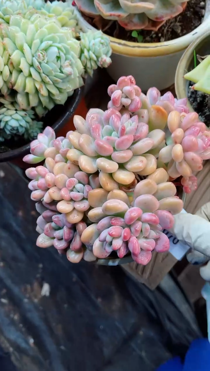 【闪购商品】07070