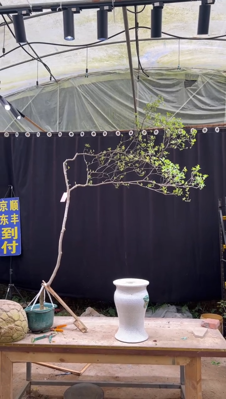 当前无花朵，栽培后可花朵茶*海岛栀子花