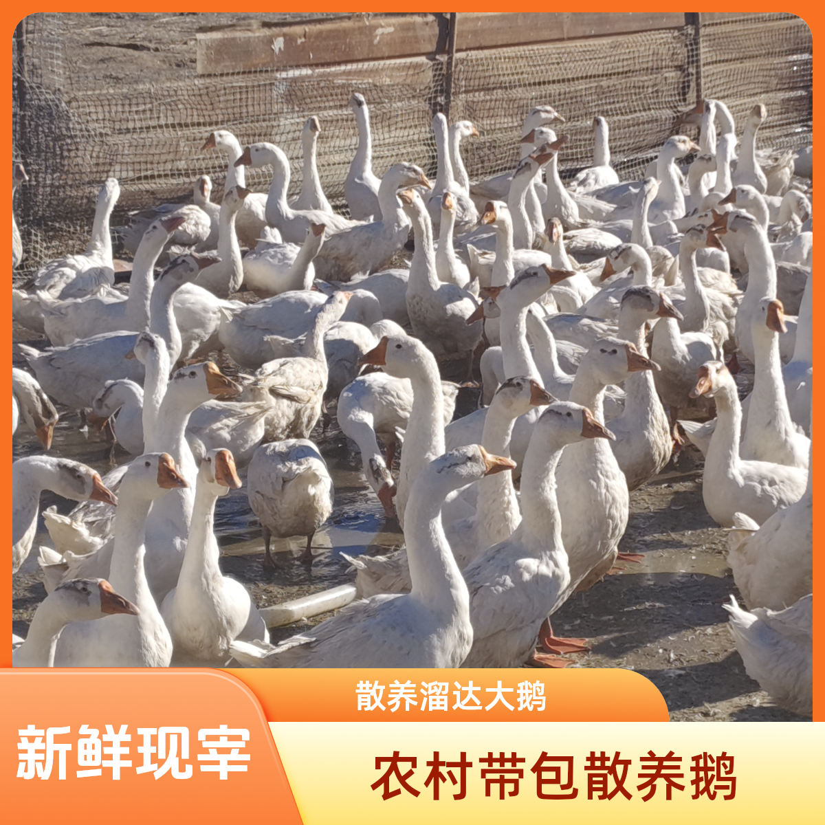 东北农村带包散养溜达大鹅肉质紧实无腥味带心肝胗新鲜美味现杀