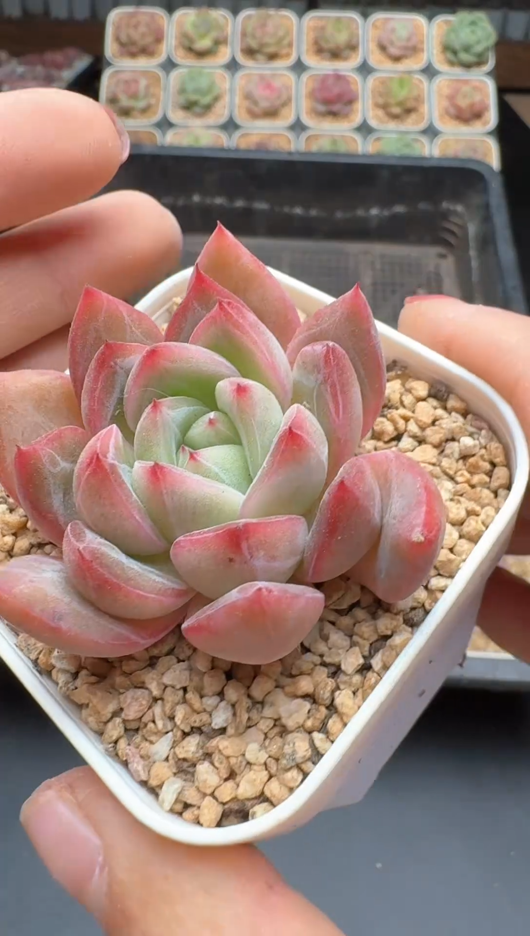 【闪购商品】559号 珍妮杂交多肉 花卉植物