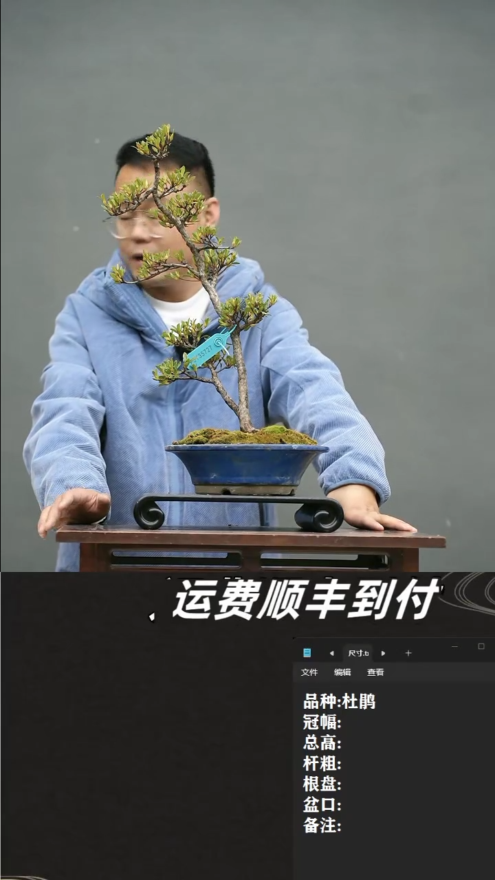 【闪购商品】10  杜鹃