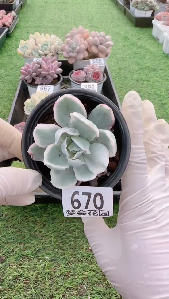 【闪购商品】梦会多肉一物一拍