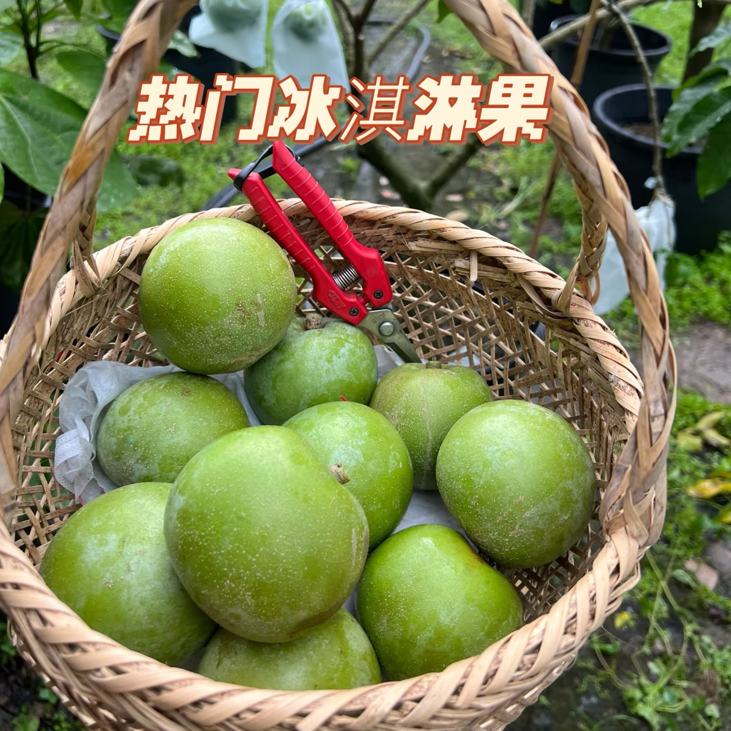 状元红金四季果树嫁接树苗多季开花结盆栽地栽庭院阳台