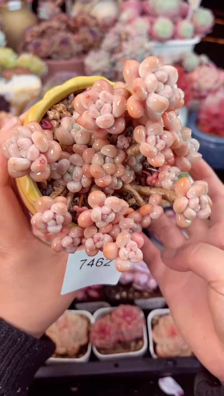 【闪购商品】7452带盆鱼子酱多肉