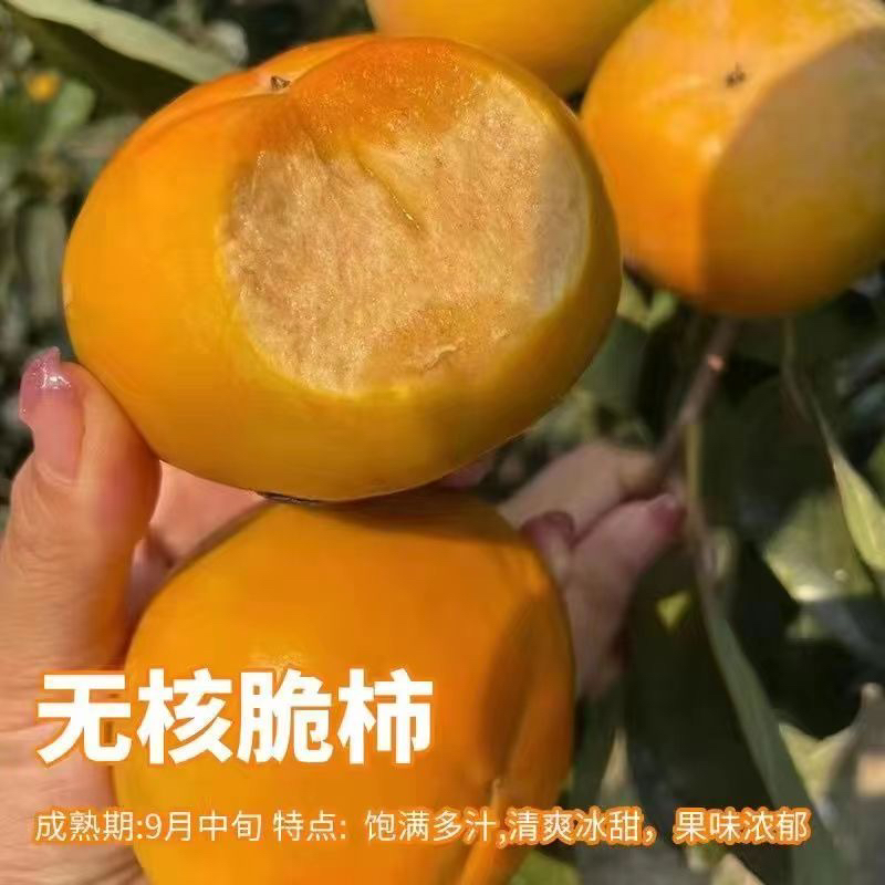 无核脆甜柿子树苗南北方种植当年结果