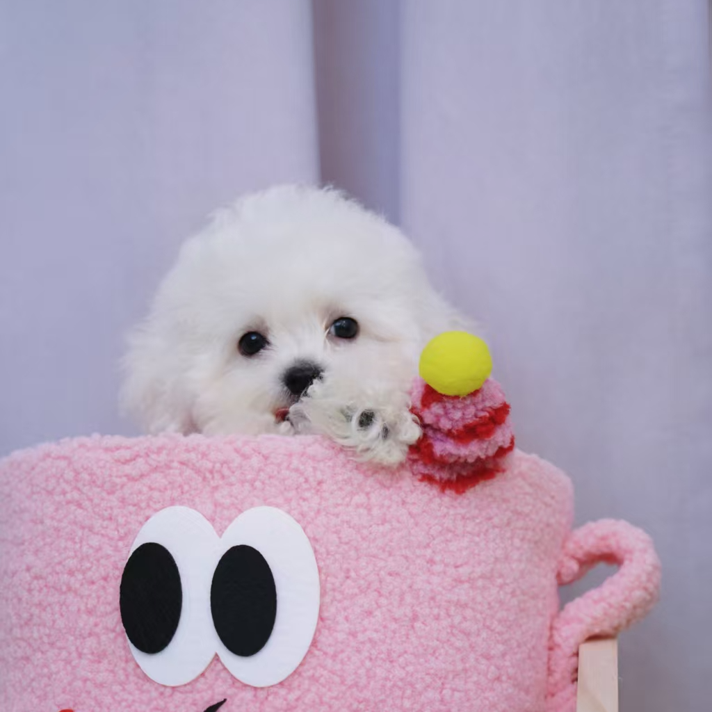 米朵家的熊宝 狗狗活体链接