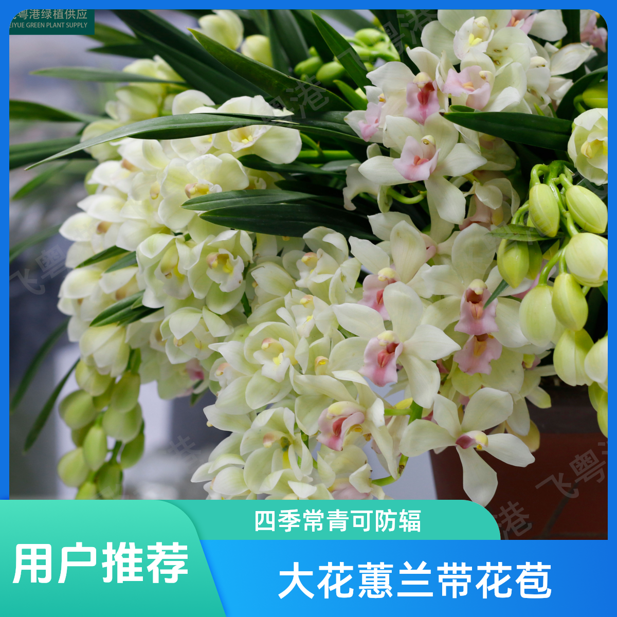 大花蕙兰【白玉香兰】3-5花起带花苞兰花苗名贵精品花卉四季常青