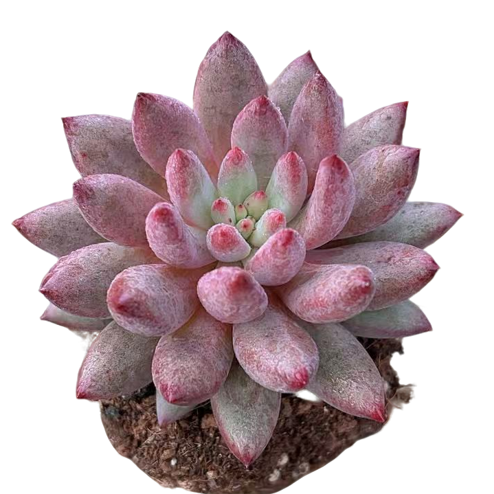 精控单双群车厘子多肉【满19包邮】