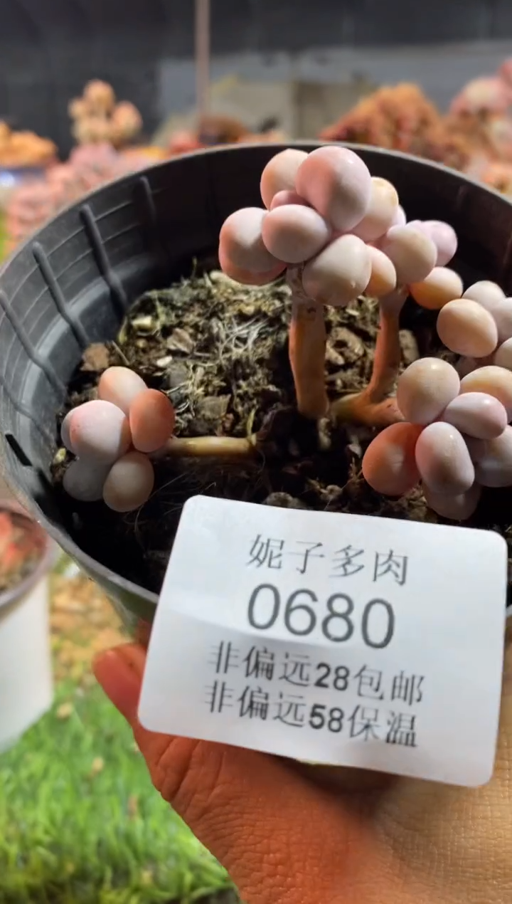 【闪购商品】0680a