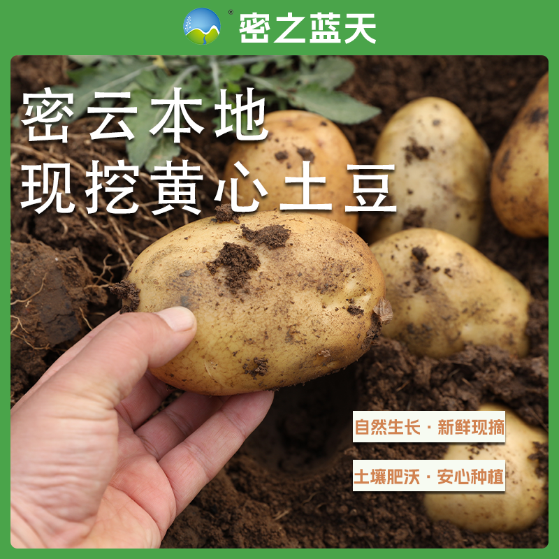 【黄心土豆】密之蓝天密云本地农家新鲜现挖软糯面粉黄心土豆1/3斤