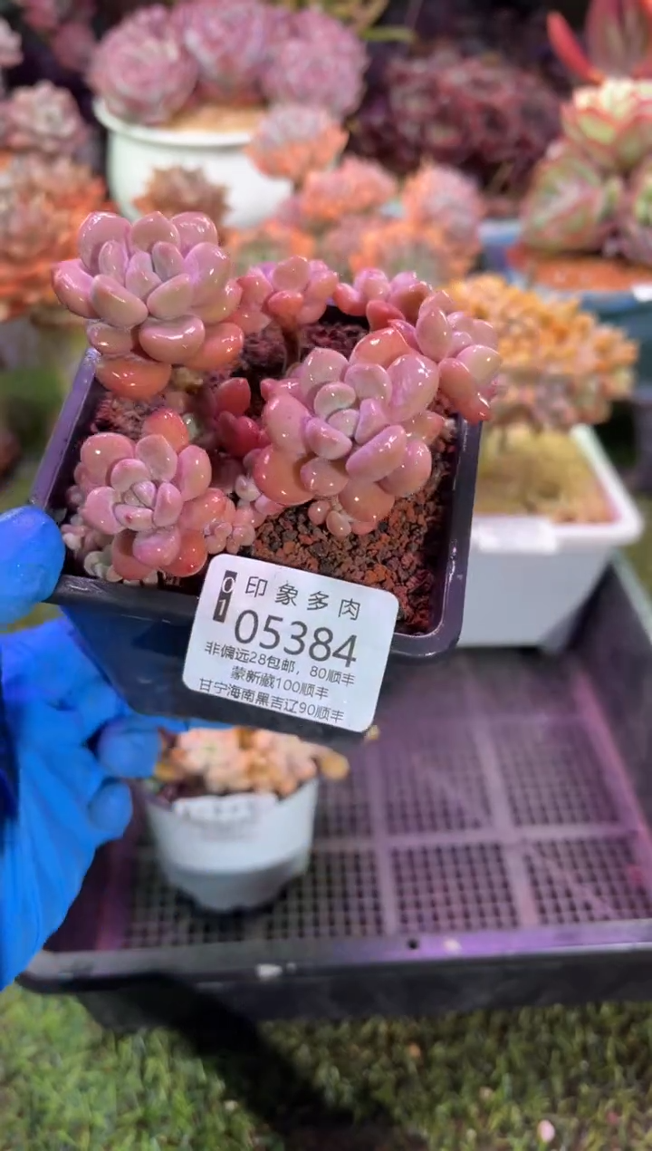 【闪购商品】05384