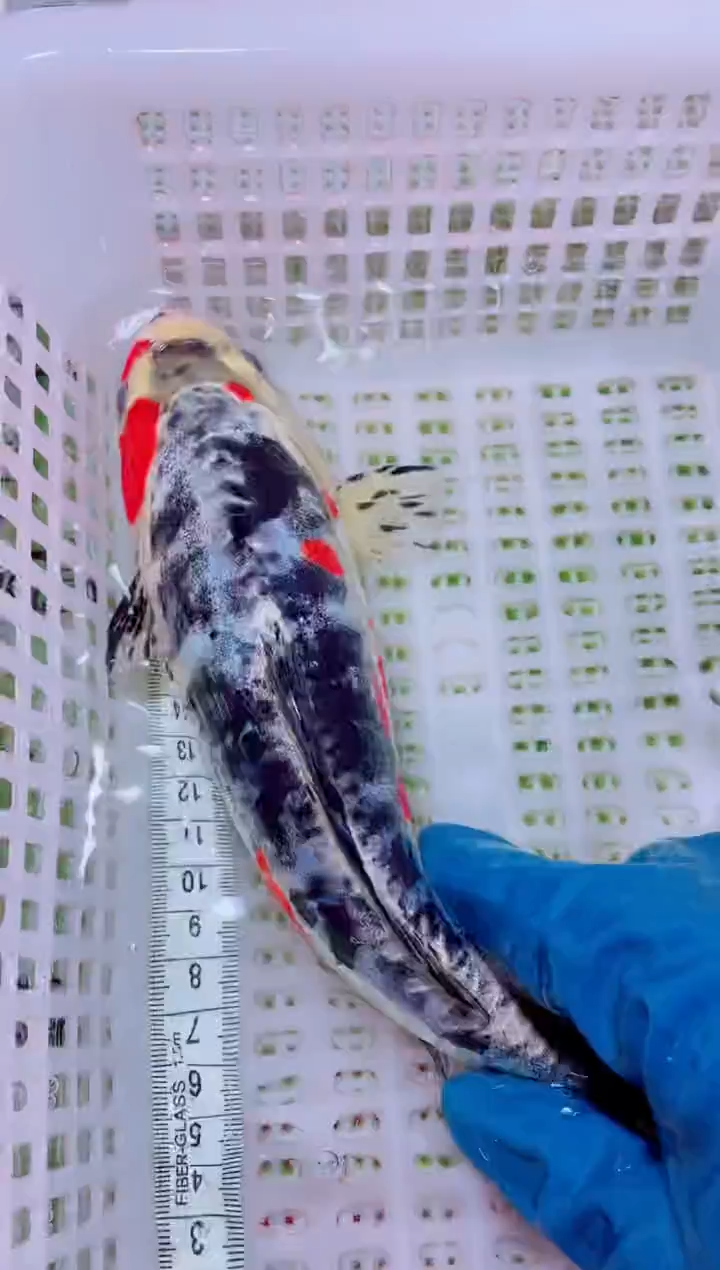 锦鲤血统锦鲤全场包邮140