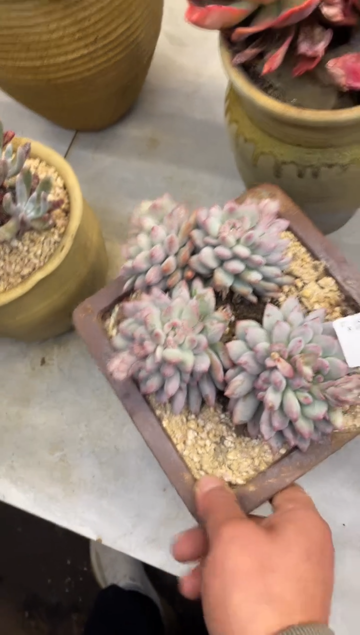 【闪购商品】80二代虞美人