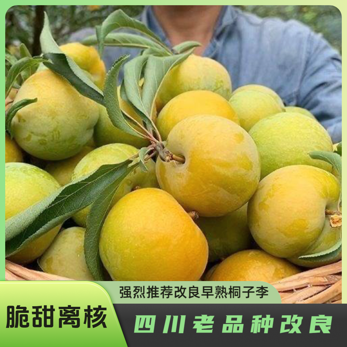 5月成熟 桐子李 早熟.四川老品种，树苗改良嫁接苗，果大脆甜，
