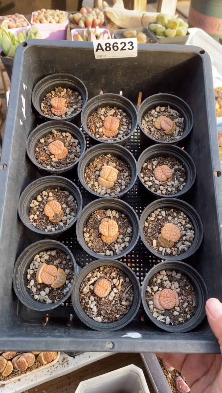 【闪购商品】8623直播一物一拍