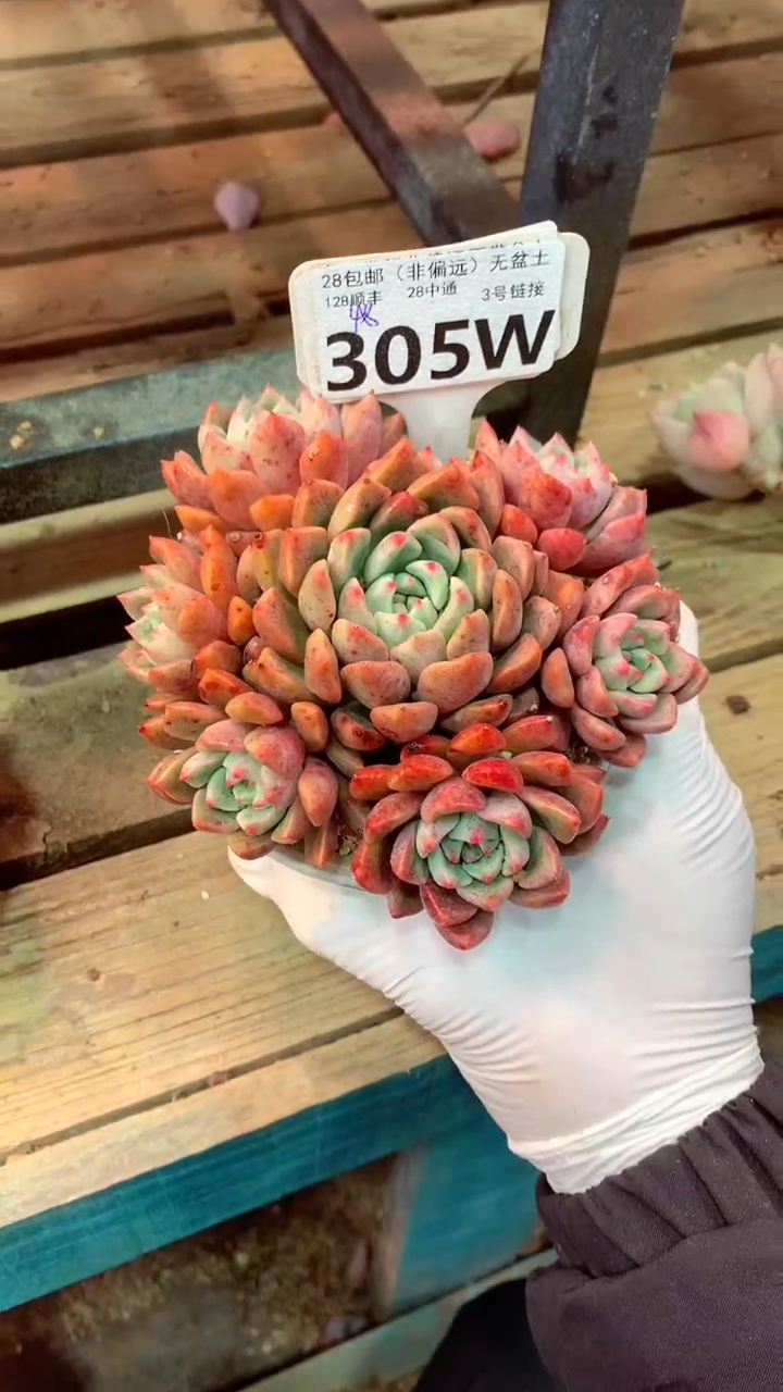 305W（一物一拍，精品多肉，w所见即所得 ）