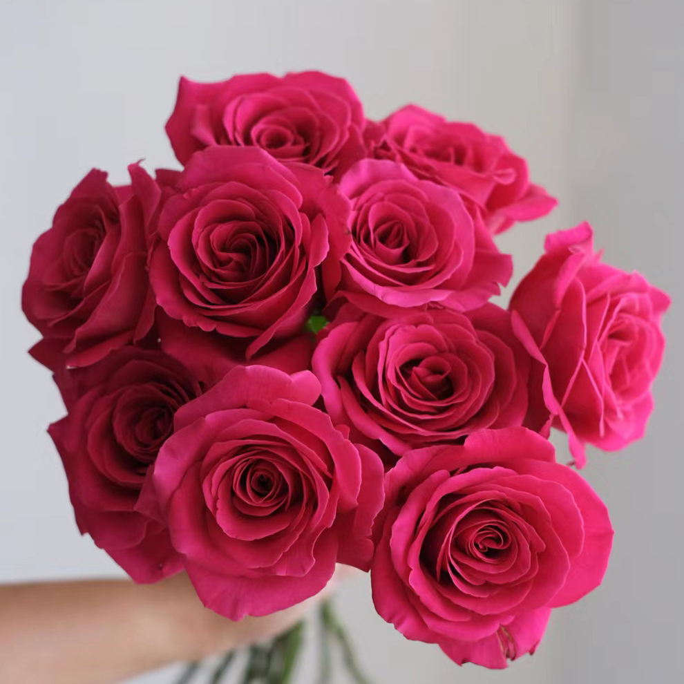 【高端弗洛伊德】云南鲜花基地 拍两单升级顺丰冷链包邮 家用鲜切花