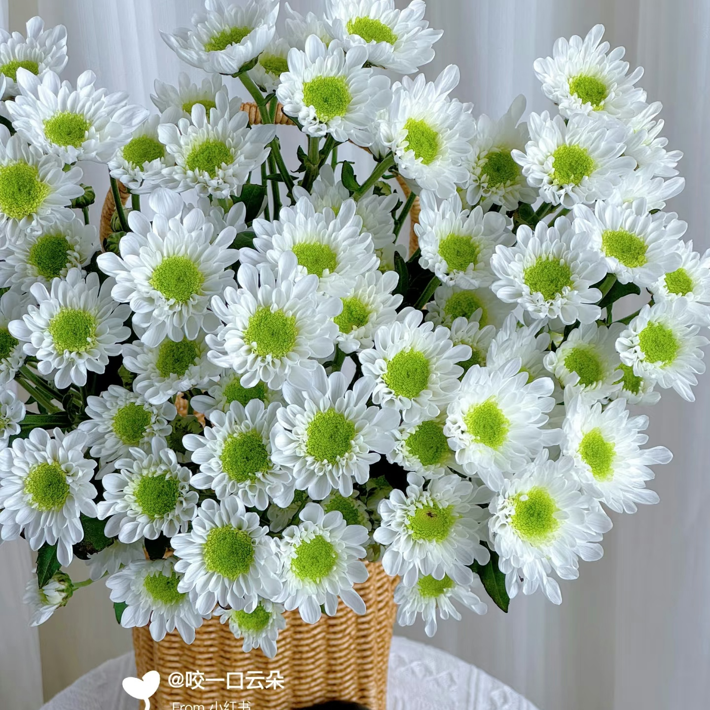【A级瑞白小雏菊】四季可养花期超长待机顺丰包邮厦门鲜花批发