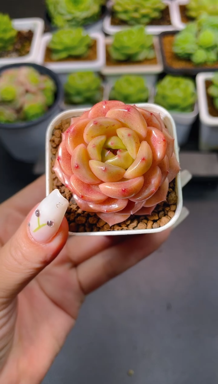 003妖精珍妮量拍发一颗