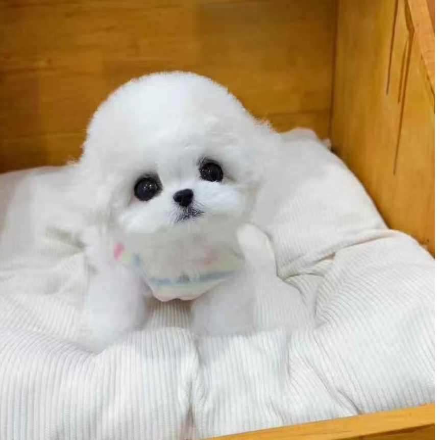 [圆宠】比熊 马尔泰 泰迪熊 活体狗狗