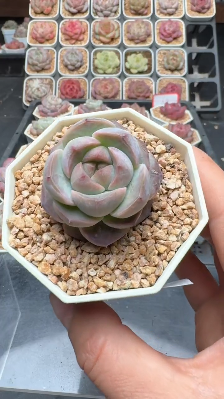 【闪购商品】746号珍妮多肉一物一拍3单包邮