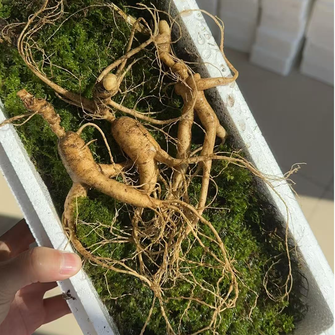 【顺丰包邮 约15年整枝新鲜林下参】吉林长白山林下参新鲜人参整只