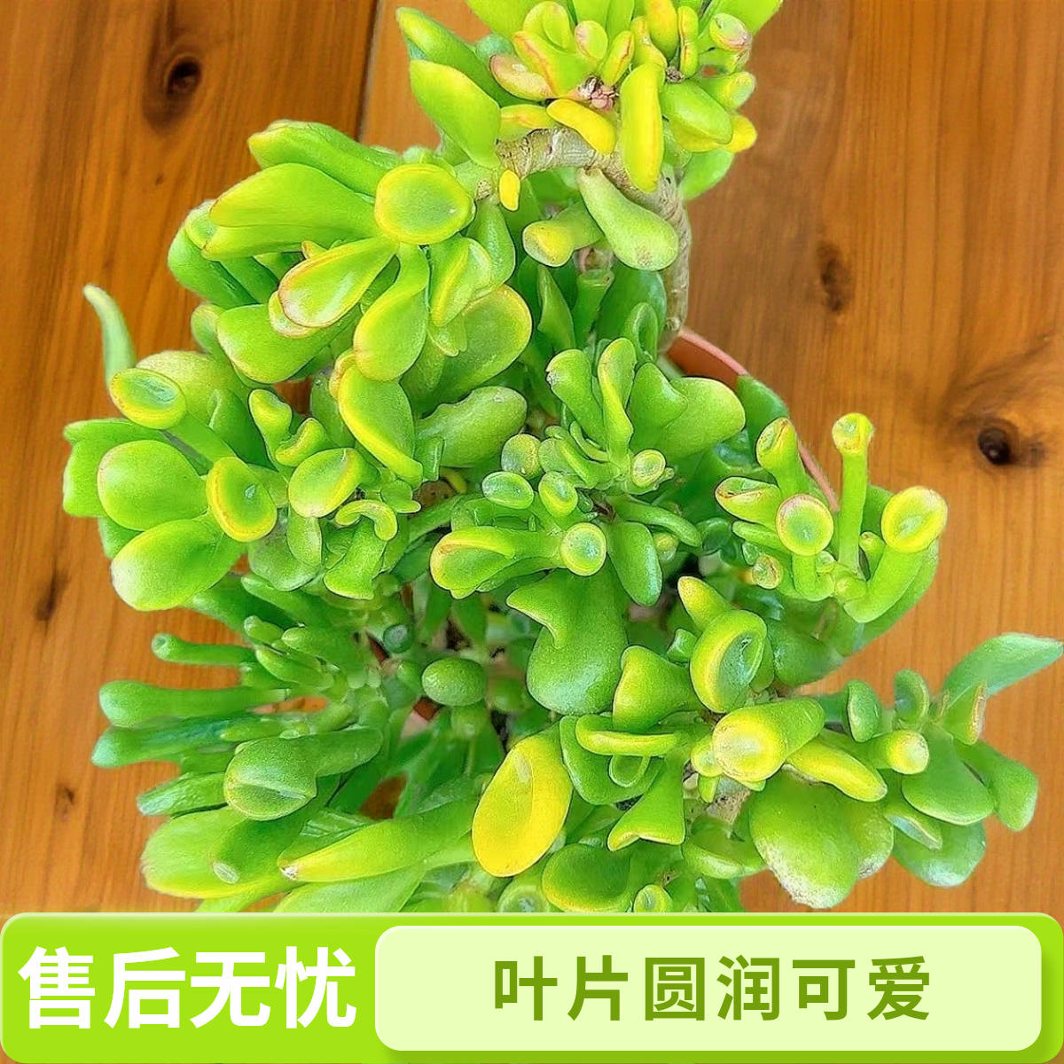 老桩吸财树脱土  灵峰多肉净化空气