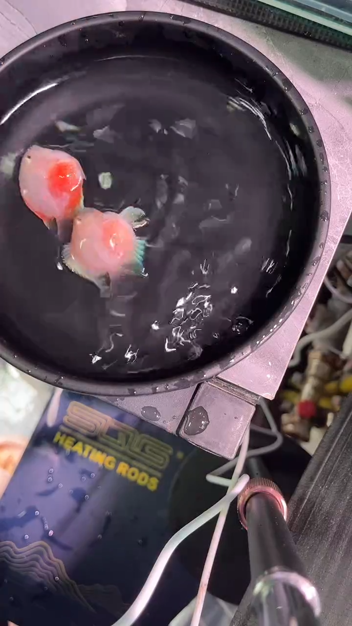 鹦鹉鱼638383285828