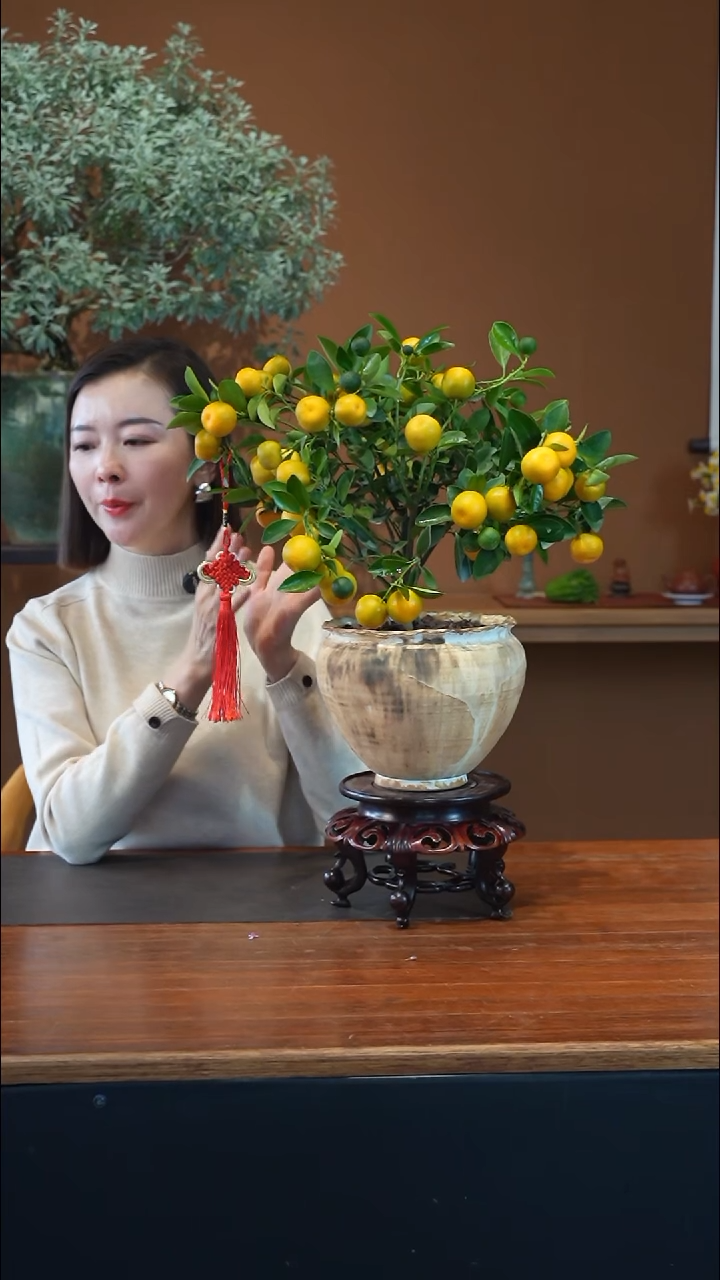 全部花朵小金橘盆景盆景