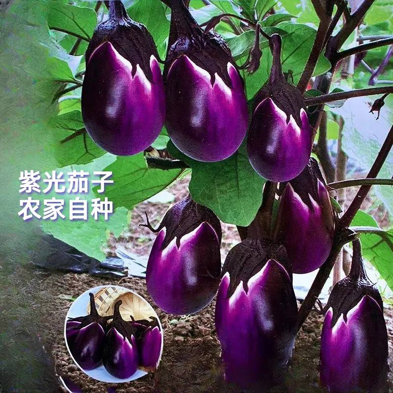贵州紫光茄子断桥新鲜茄子当季蔬菜天然圆茄矮茄嫩皮薄肉孕妇蔬菜