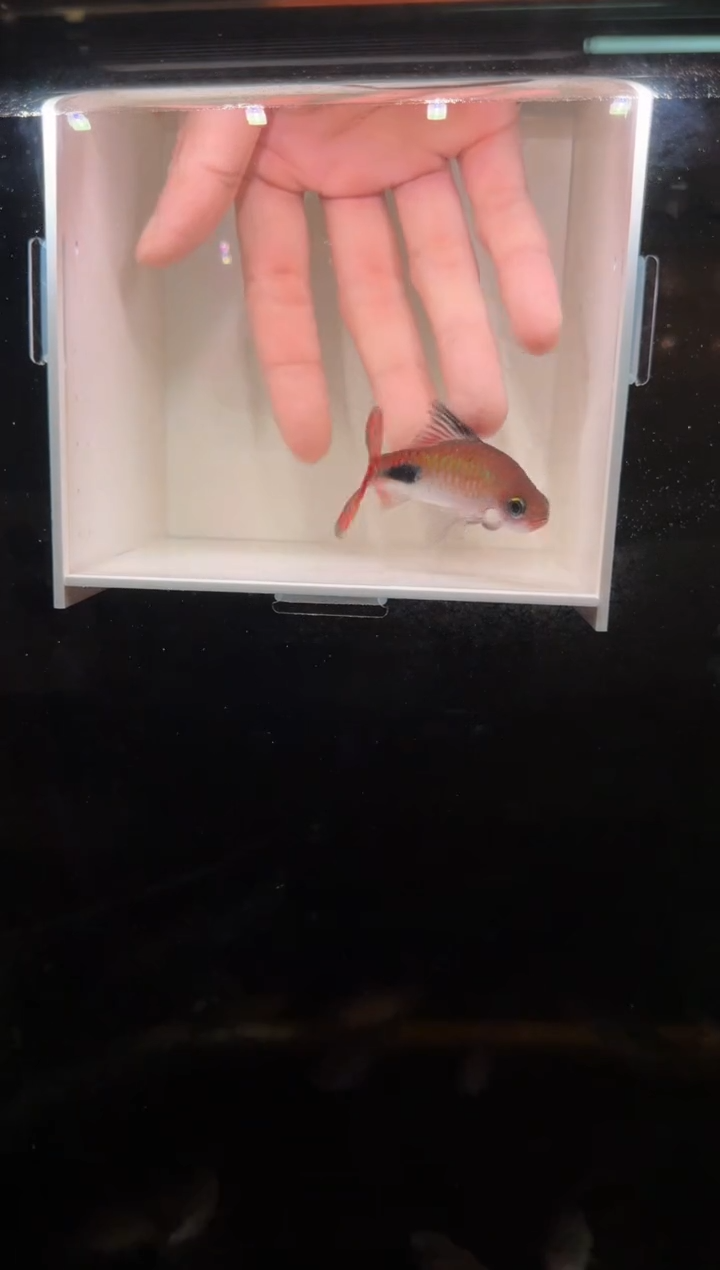 工具鱼彩虹道人111