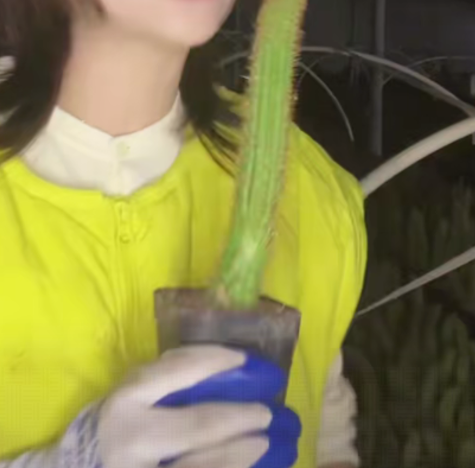 二妹园艺【 1棵  甜心金妞  侧芽自根 】【会掉刺】带盆土随机发货