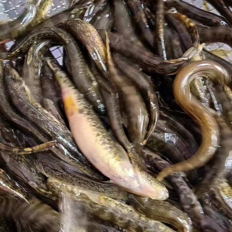 【东北特产】 鲜活冷水泥鳅500g