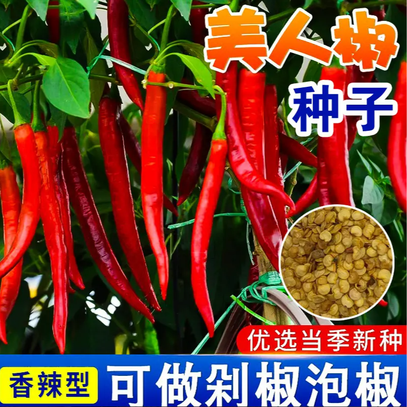 【美人椒种子】青红辣椒种籽四季易种农家菜园阳台盆栽蔬菜种孑