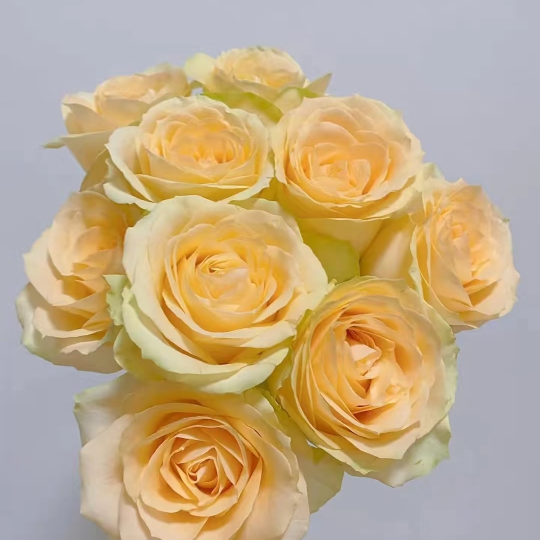 香槟玫瑰鲜切花--云南基地新鲜现采现发-收到货需要醒花（6-8小时）