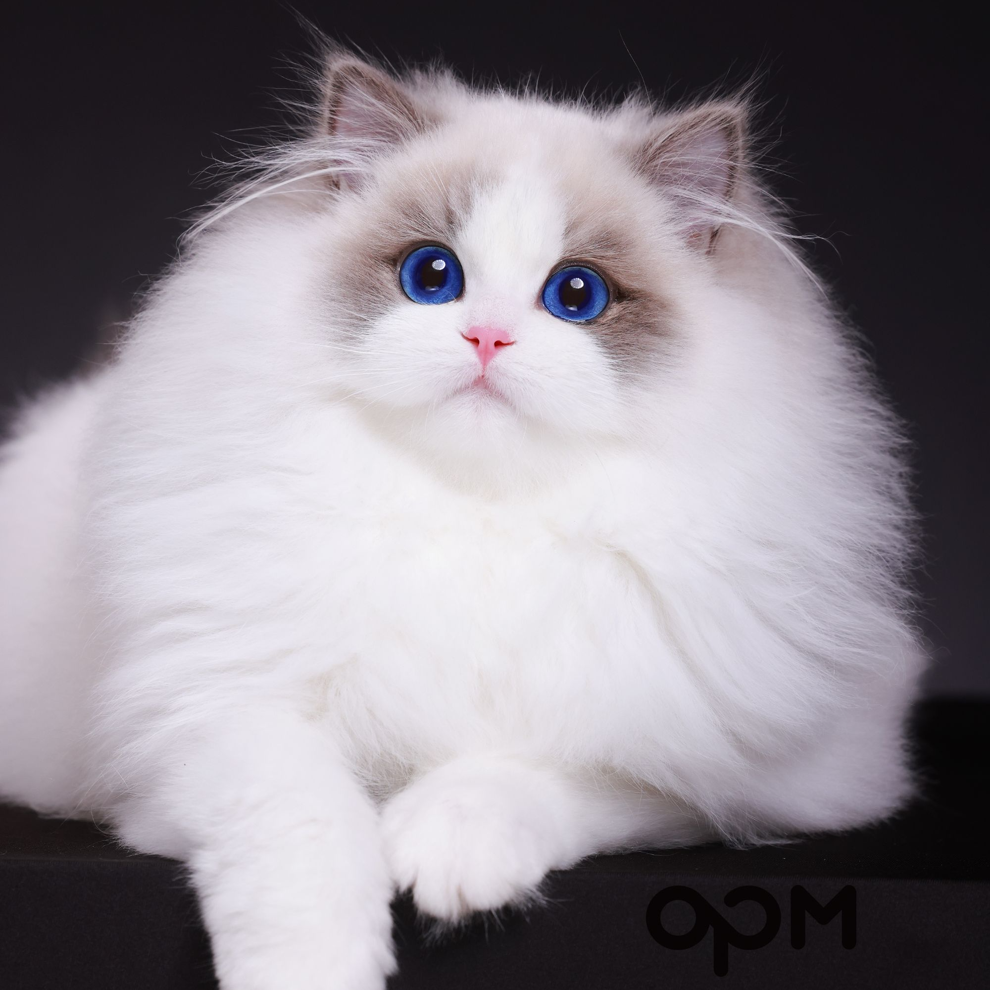 OPM 索菲亚 尊享高赛级蓝双布偶妹妹