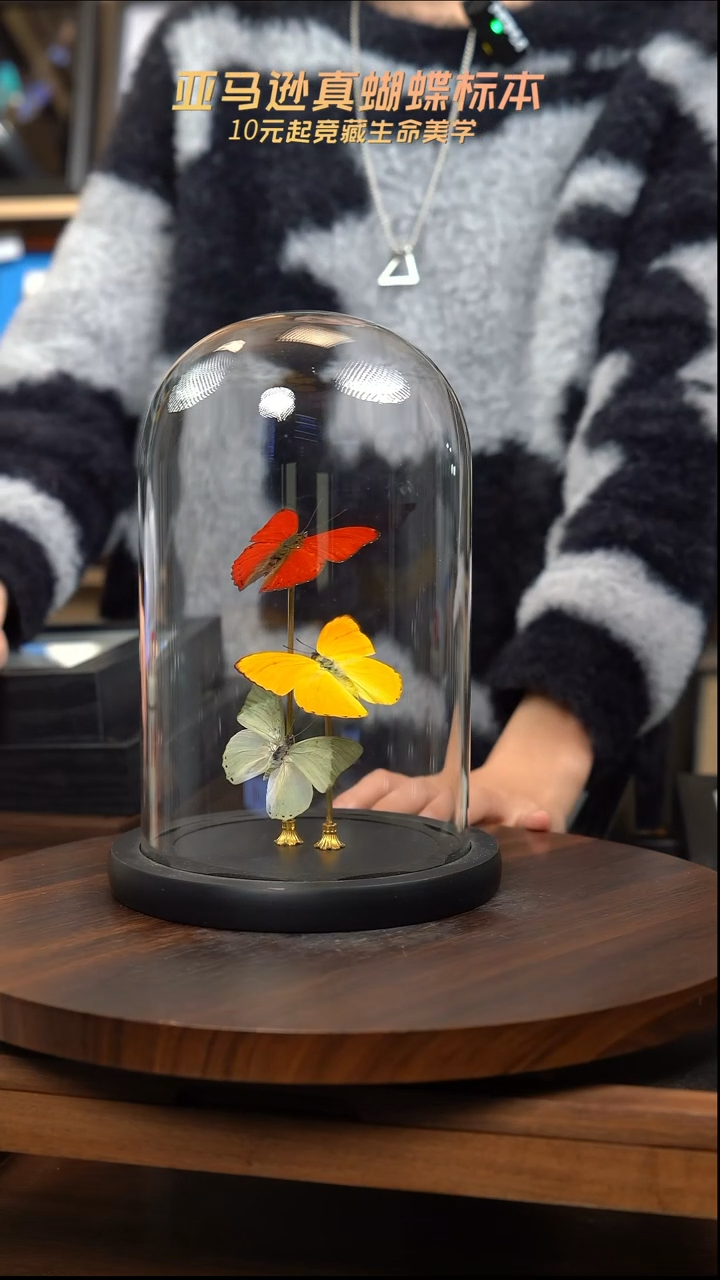 红绿黄三色蝴蝶A4白框