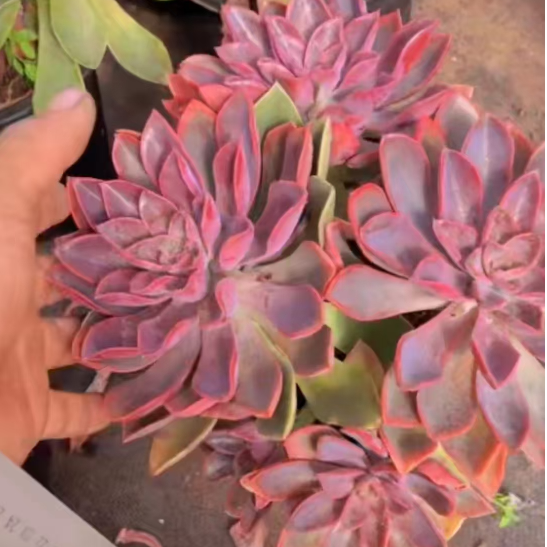 单头起琼斯/紫气东来（满9.99包邮）吹吹多肉