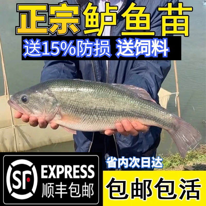 【保证正品】鲈鱼苗观赏鱼鱼塘鱼缸大口黑鲈鱼路亚包邮包活优惠批发