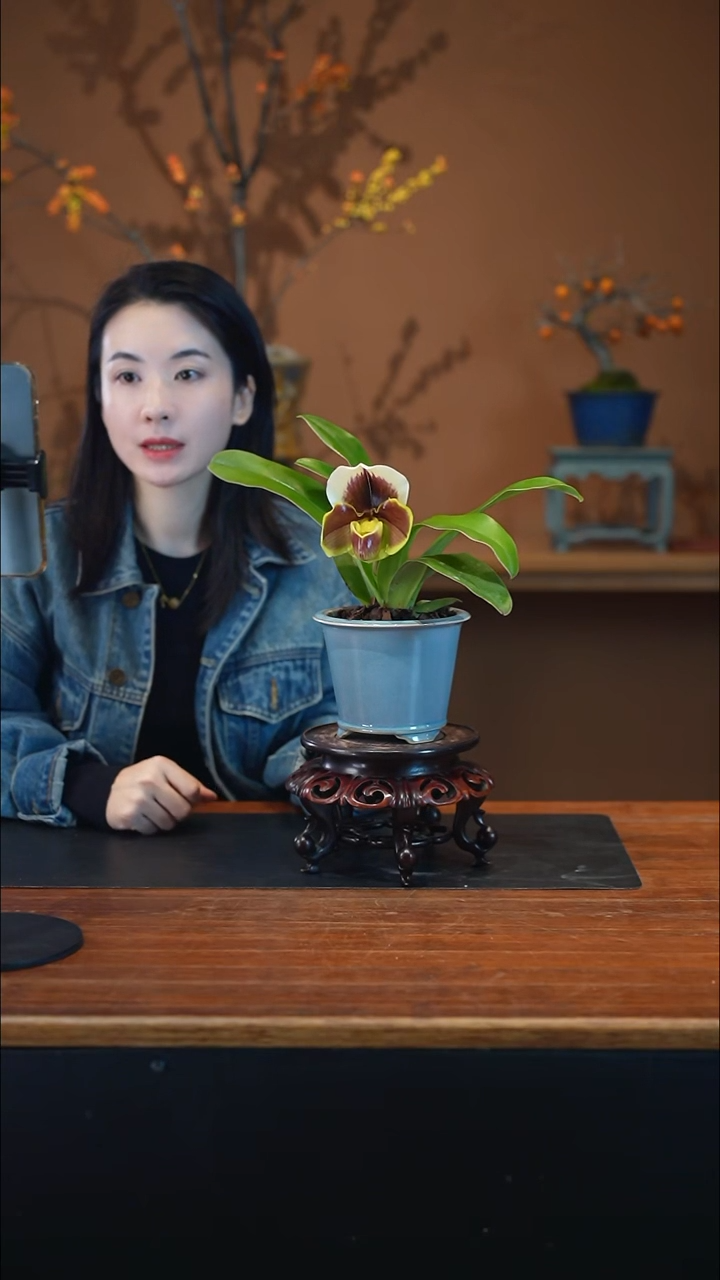 全部花朵红肉饼盆景盆景盆景