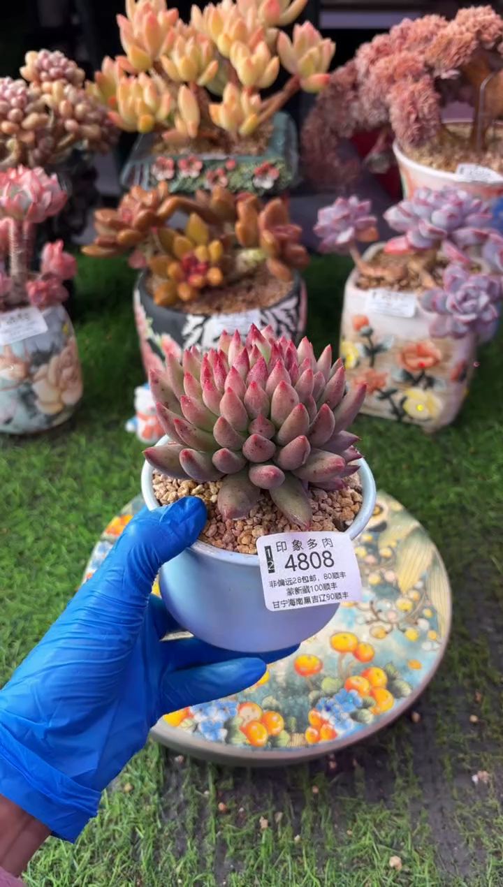 昆明印象多肉4808