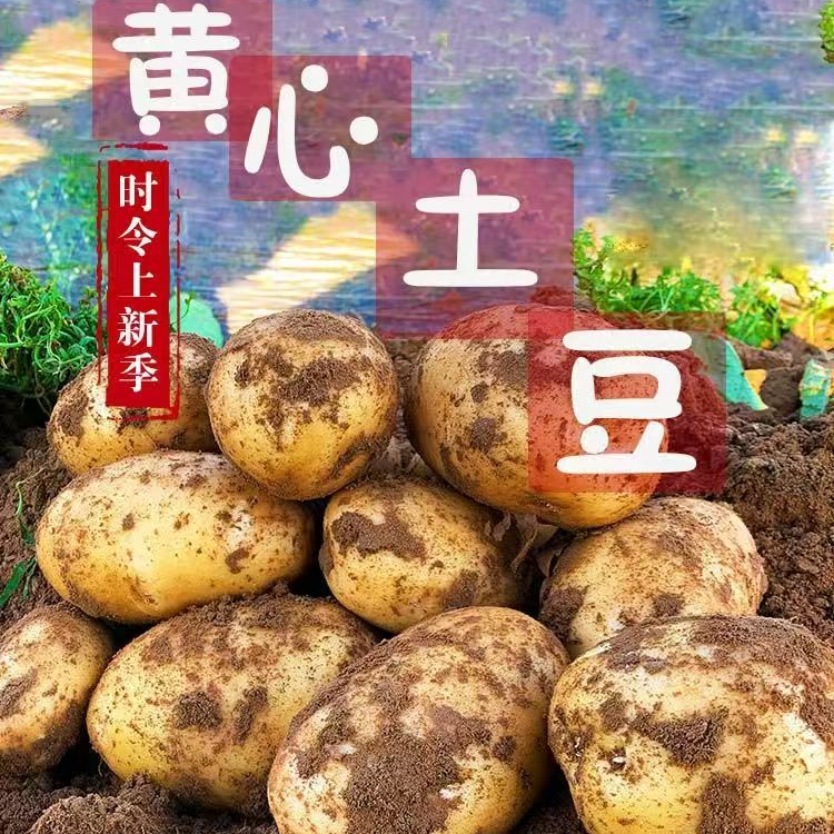 【大土豆专供】湖北高山新鲜现挖黄心土豆农家自种马铃薯整箱包邮
