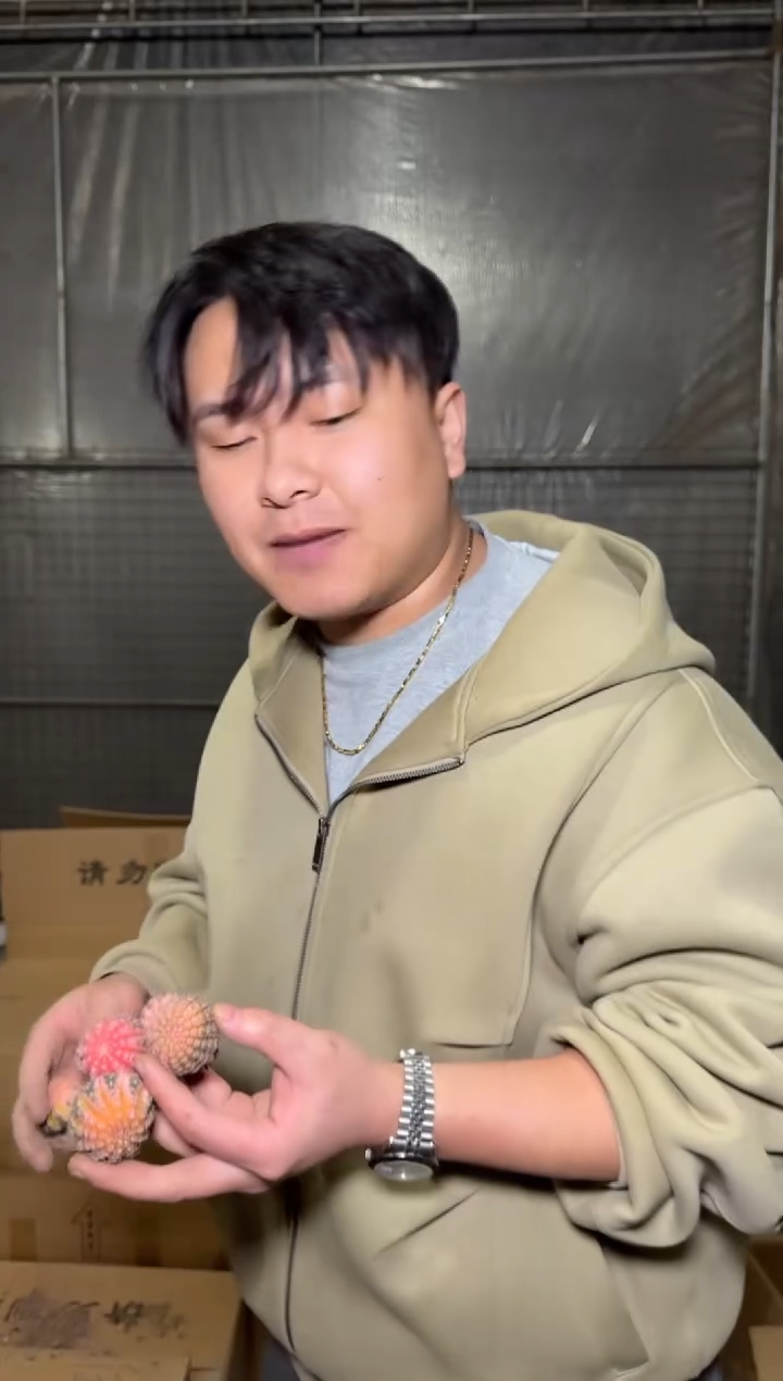 5颗 拉根锦 3cm左右