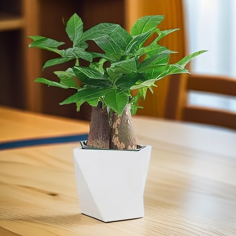 三杆发财树盆栽易活植物室内客厅小盆景四季常青内盆栽花卉珊1