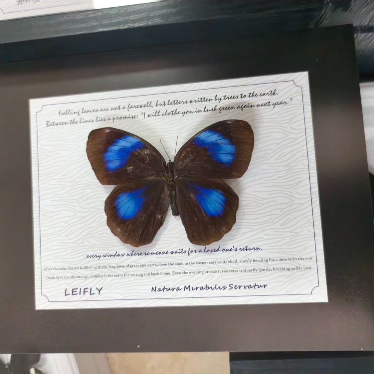 （环紫）蝴蝶标本相框（微瑕）