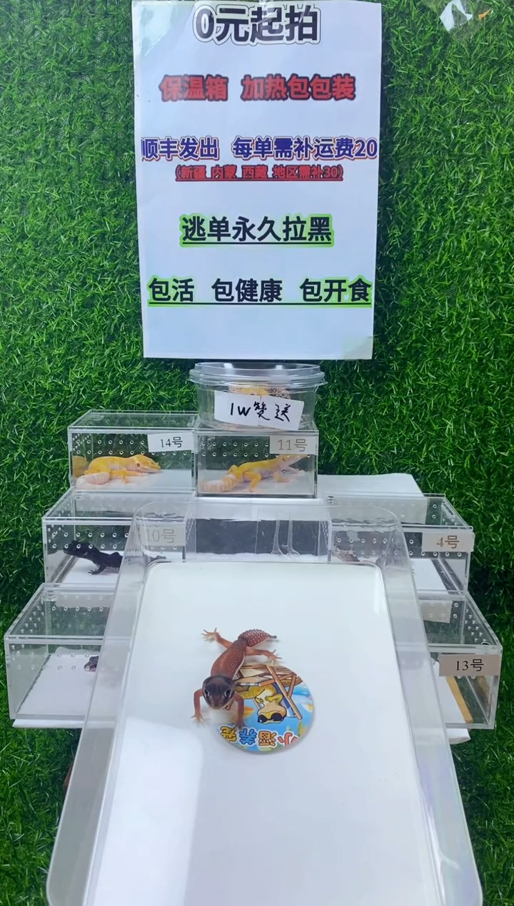 豹纹守宫豹纹守宫幼苗亚成体成体肥尾